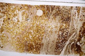 Plane Polarized, E54162