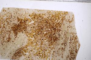 Plane Polarized, E54163