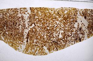 Plane Polarized, E54172/A