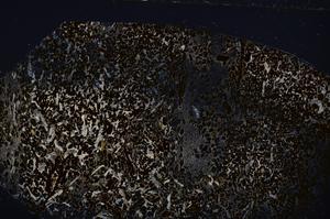 Cross Polarized, E54172/B