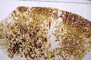 Plane Polarized, E54172/B