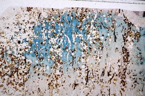 Plane Polarized, E54173/A