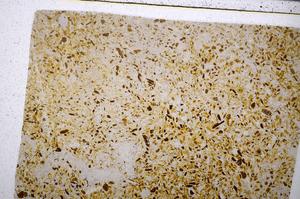 Plane Polarized, E54177