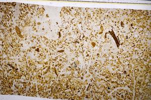 Plane Polarized, E54178