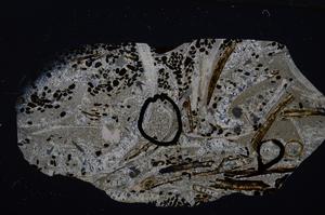 Cross Polarized, E54182