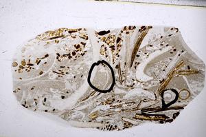 Plane Polarized, E54182