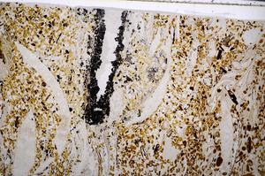 Plane Polarized, E54183