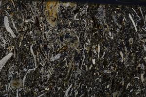 Cross Polarized, E54184/B