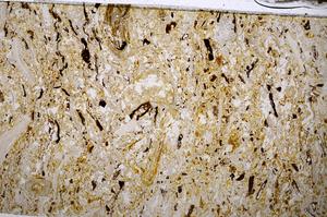 Plane Polarized, E54184/B