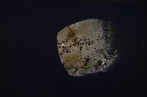 Cross Polarized, E54185