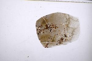 Plane Polarized, E54185