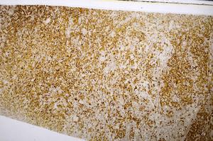 Plane Polarized, E54187/A