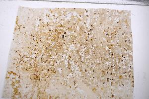 Plane Polarized, E54193/A