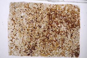 Plane Polarized, E54193/B