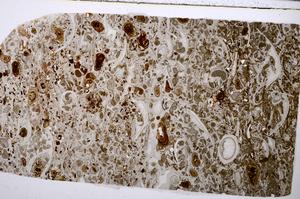 Plane Polarized, E54196/C