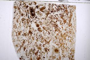 Plane Polarized, E54197/B