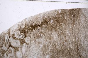 Plane Polarized, E54216