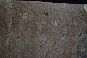 Cross Polarized, E54217