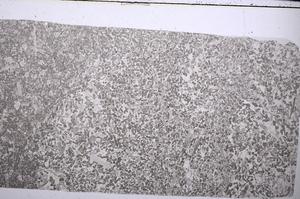 Plane Polarized, E54417