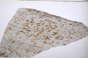 Plane Polarized, E54527/A