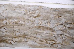 Plane Polarized, E54529/B