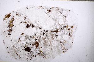 Plane Polarized, E54630/A