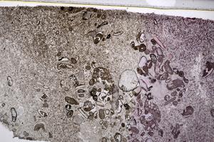 Plane Polarized, E54753