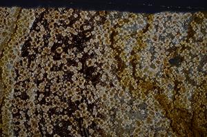 Cross Polarized, E54831/A