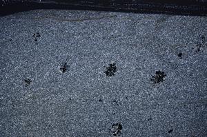 Cross Polarized, E55371