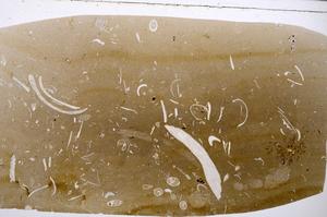 Plane Polarized, E56633