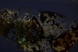 Cross Polarized, E57138