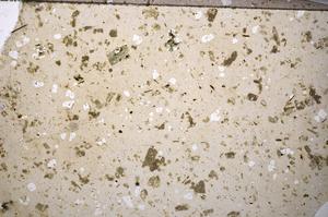 Plane Polarized, E57223