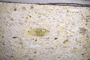 Plane Polarized, E57289