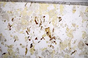 Plane Polarized, E57291