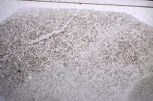 Plane Polarized, E57427/A