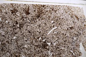 Plane Polarized, E57709