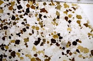Plane Polarized, E57772/A