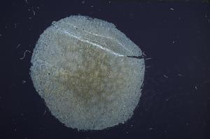 Cross Polarized, E58192