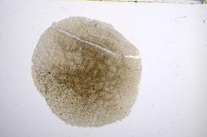 Plane Polarized, E58192