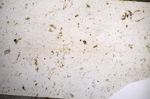 Plane Polarized, E58490