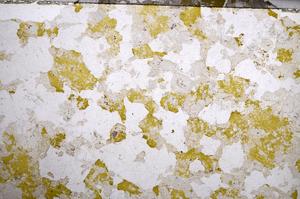 Plane Polarized, E58577/B