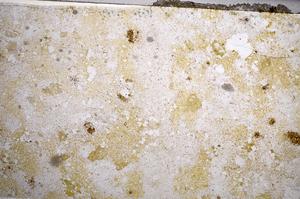 Plane Polarized, E58619