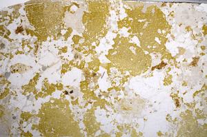 Plane Polarized, E58632