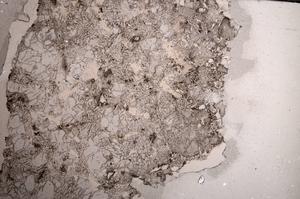 Plane Polarized, E58642/A