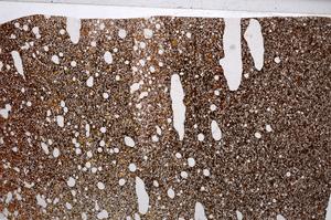 Plane Polarized, E58853