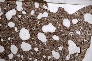 Plane Polarized, E58854