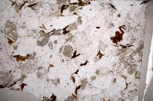 Plane Polarized, E58945/A