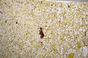 Plane Polarized, E58955