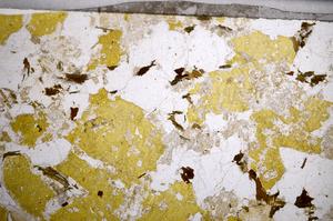 Plane Polarized, E58956