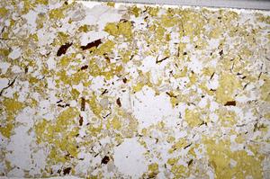 Plane Polarized, E58972